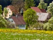 Sternenblumenblte in Gaugenwald