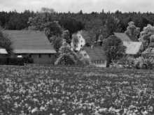 Wiese mit blhenden Sternenblumen in Gaugenwald