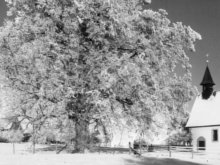 Gaugenwalder Kirche neben der groen Linde bei Schnee